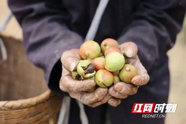 山油茶种植技术