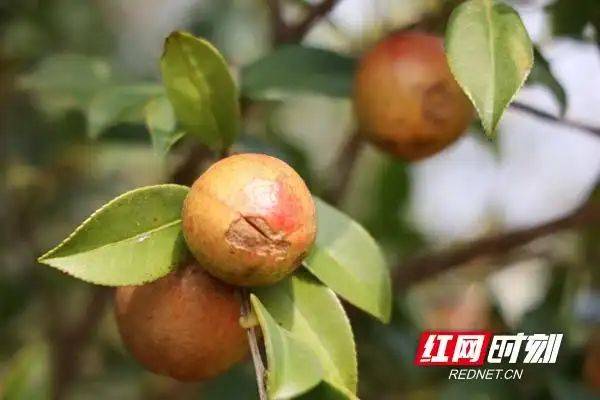山油茶种植技术