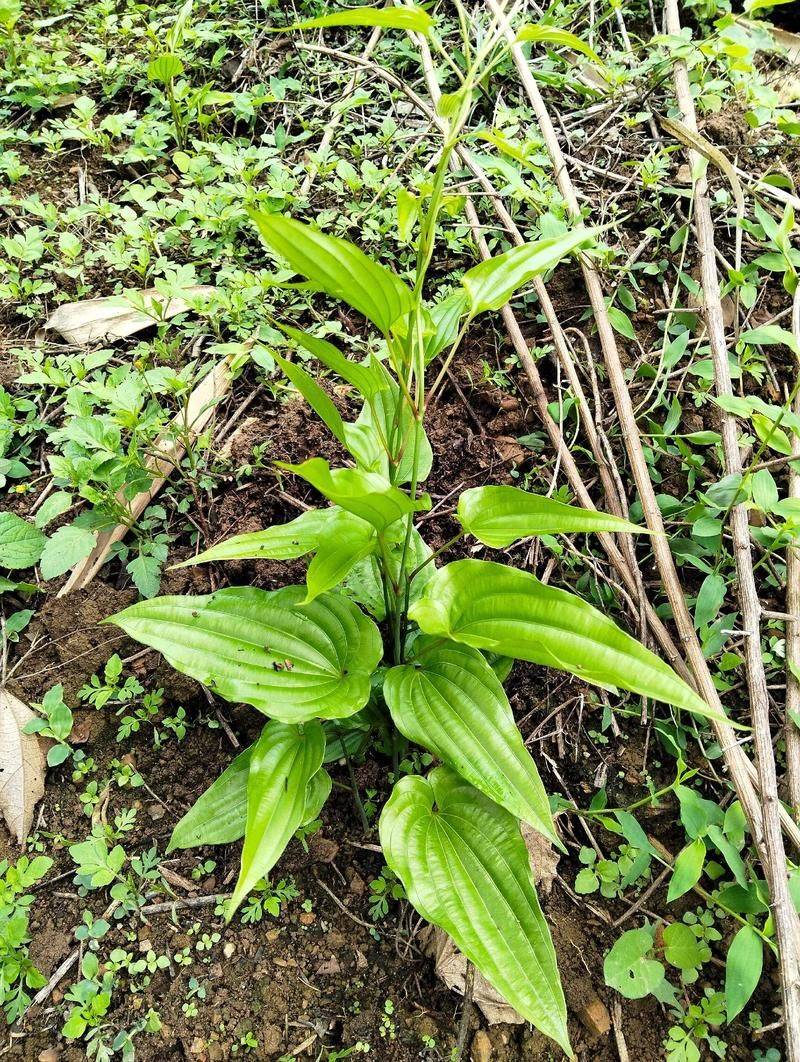 The efficacy and function of a hundred grasses
