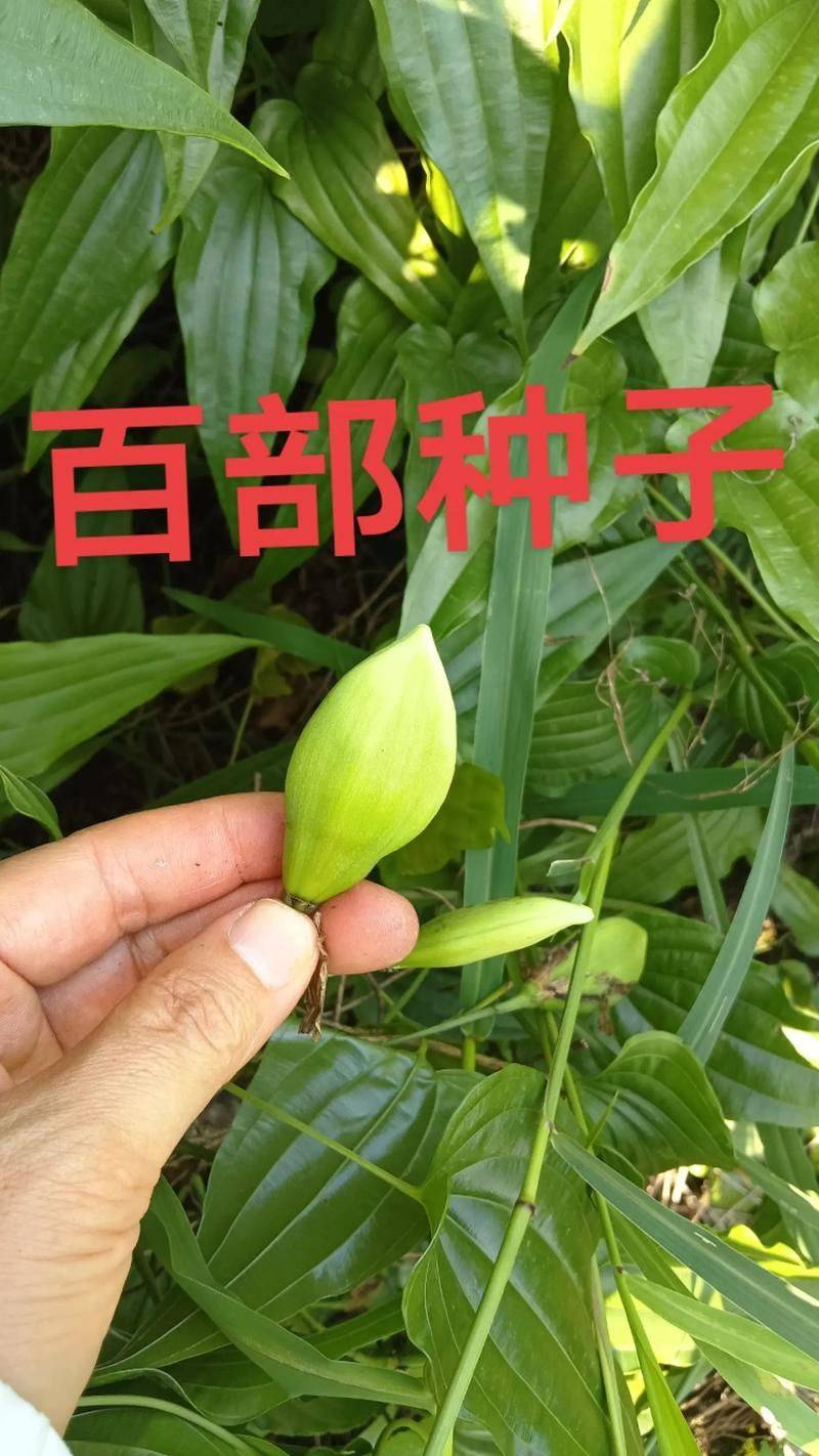 The efficacy and function of a hundred grasses