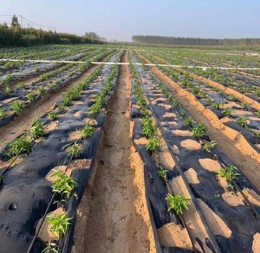 The efficacy and function of a hundred grasses