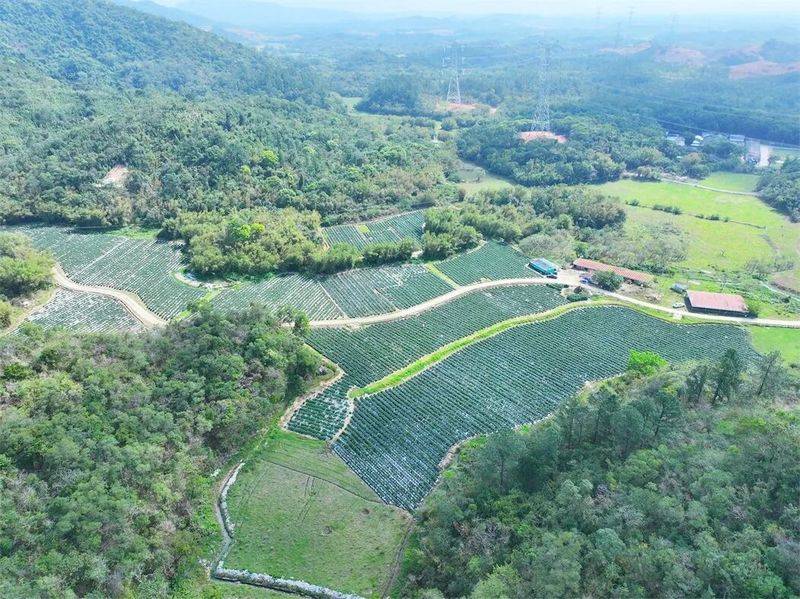 The method of cultivation of human cucumbers