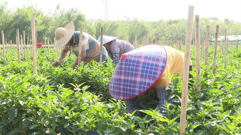 The method of cultivation of human cucumbers