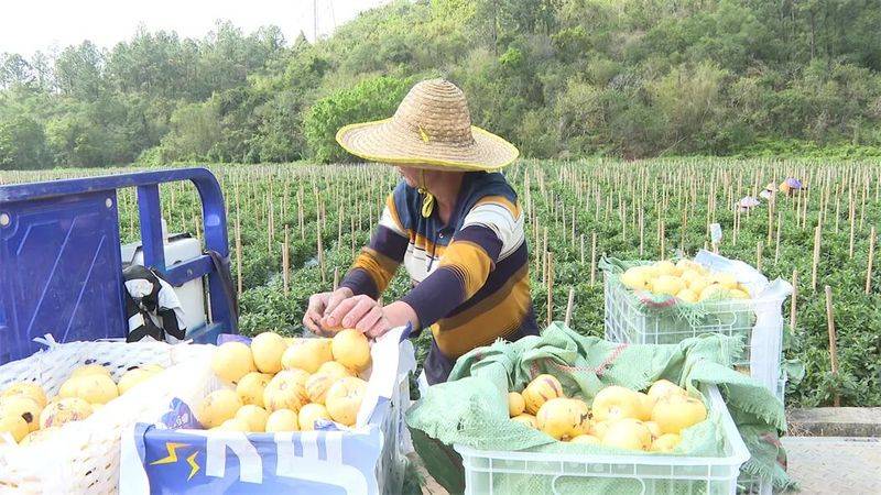 The method of cultivation of human cucumbers