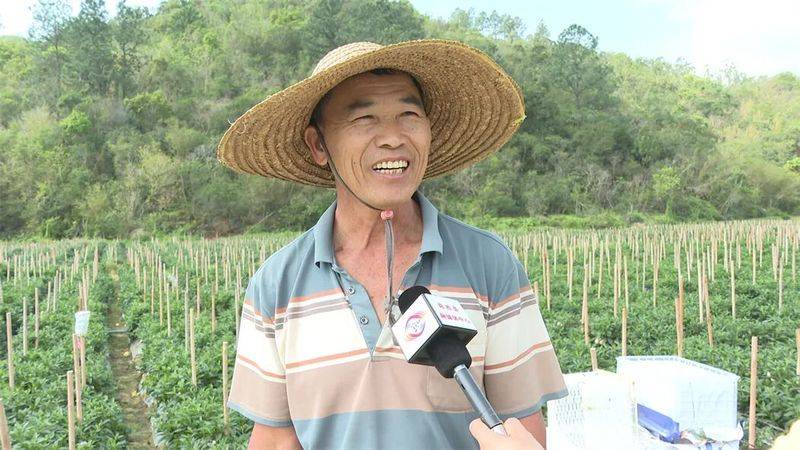 The method of cultivation of human cucumbers