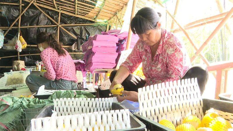 The method of cultivation of human cucumbers