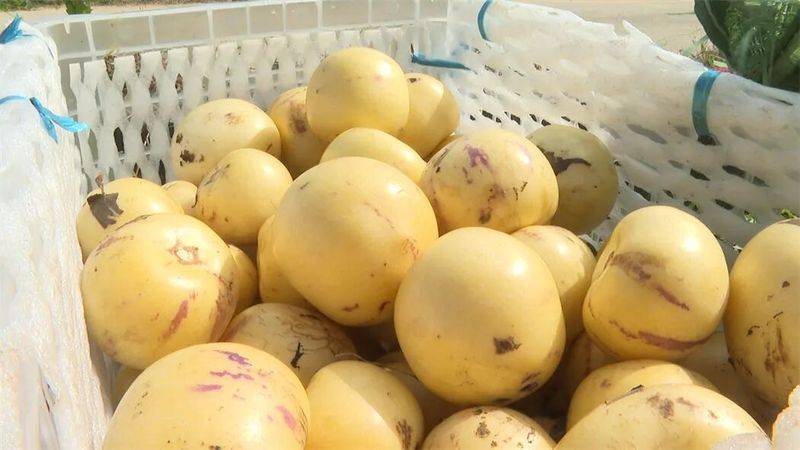 The method of cultivation of human cucumbers