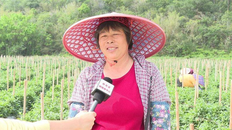 The method of cultivation of human cucumbers