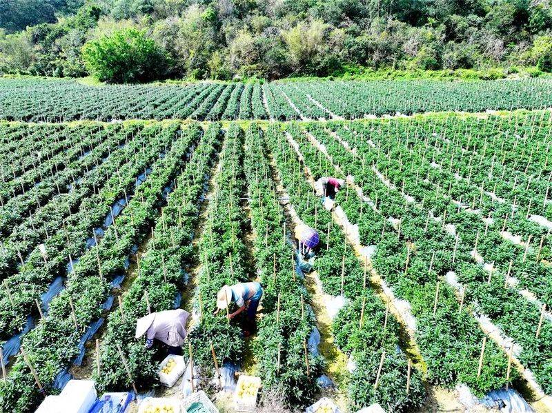 The method of cultivation of human cucumbers