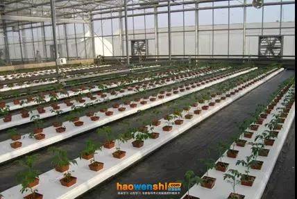 寿光有机蔬菜种植技术