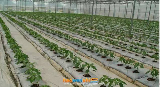 寿光有机蔬菜种植技术