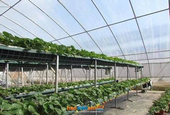 寿光有机蔬菜种植技术