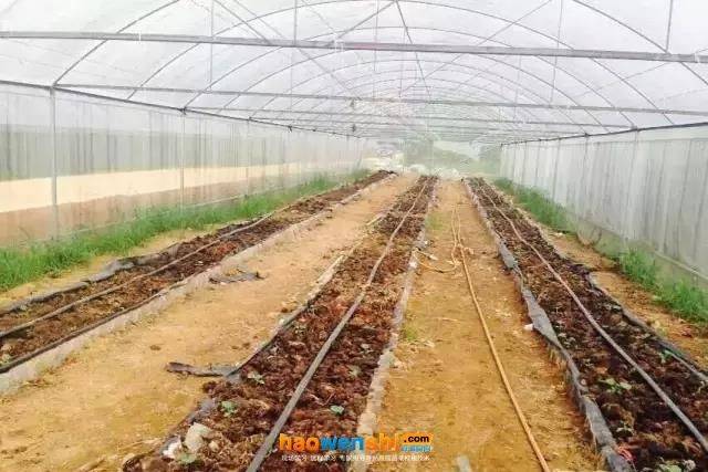 寿光有机蔬菜种植技术