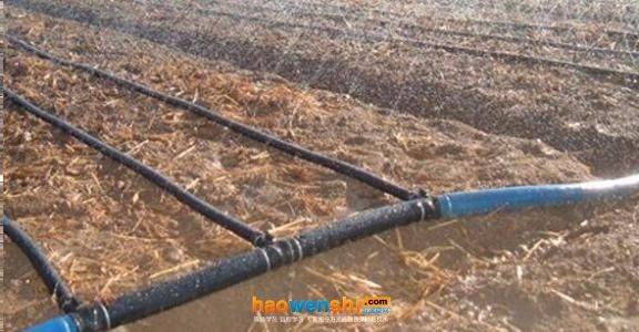 寿光有机蔬菜种植技术