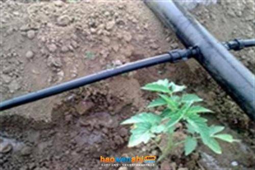 寿光有机蔬菜种植技术