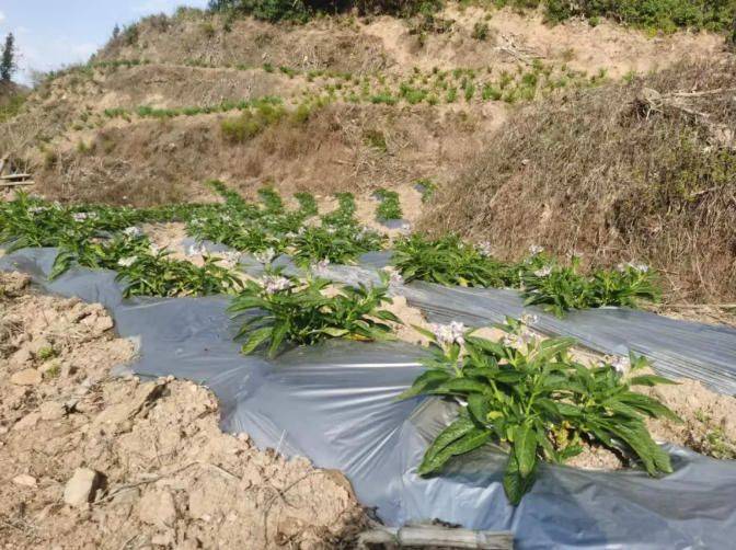 The method of cultivation of human cucumbers