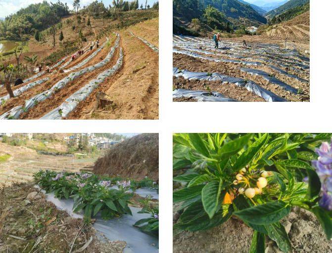 The method of cultivation of human cucumbers