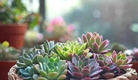 The method of planting meat plants