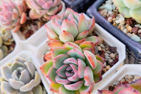 The method of planting meat plants