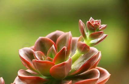 The method of planting meat plants