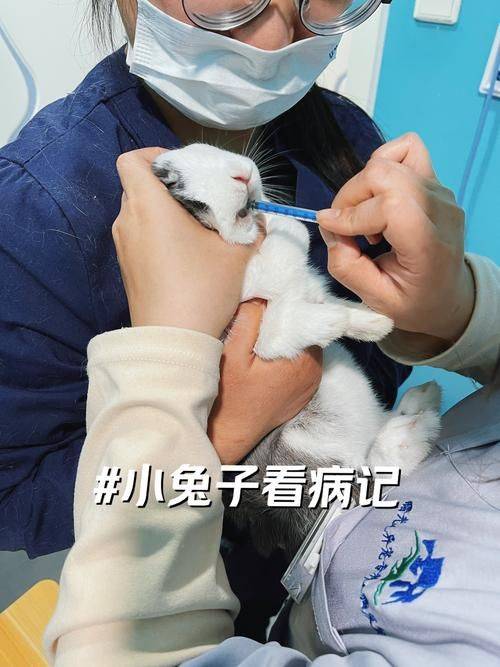 杭州虹泰宠物医院费用