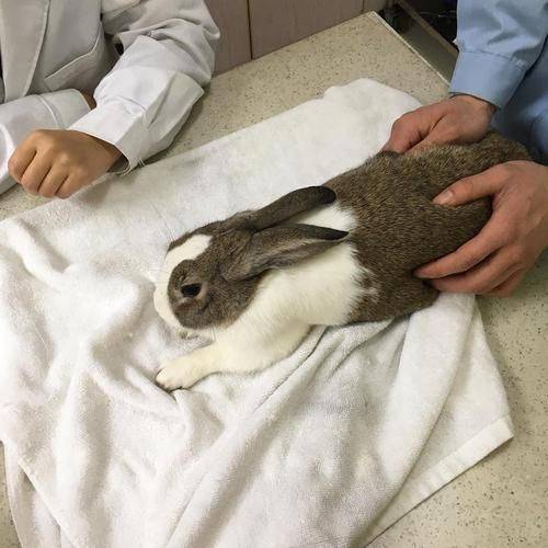 杭州虹泰宠物医院费用