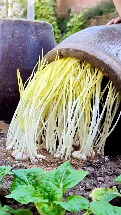 Video on garlic seeding techniques