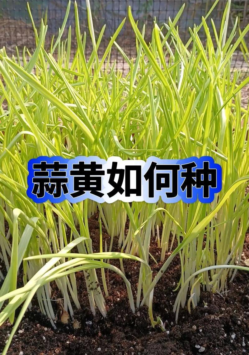 Video on garlic seeding techniques