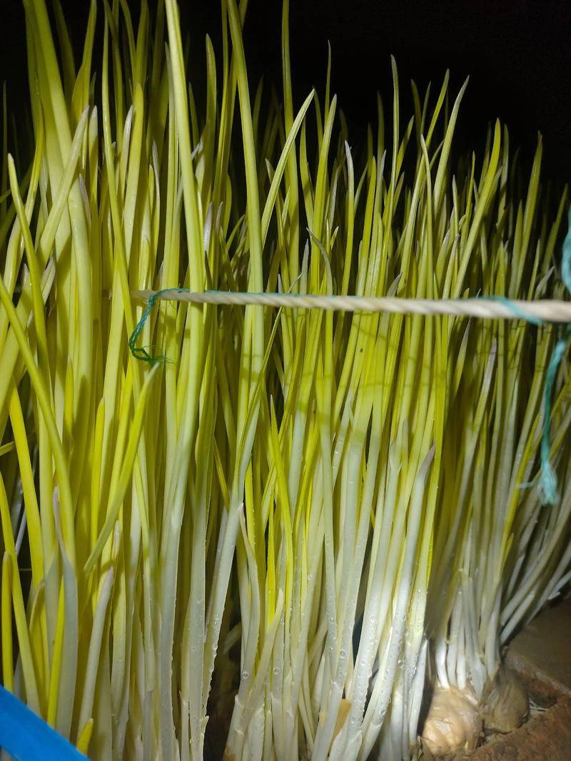 Video on garlic seeding techniques