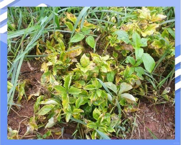 The prince's involvement in planting methods