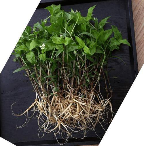 The prince's involvement in planting methods