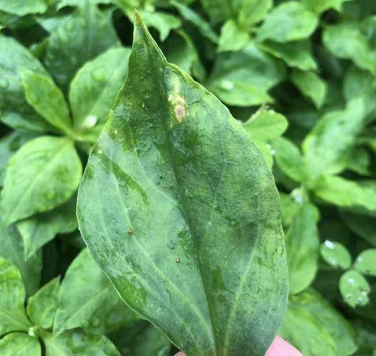 The prince's involvement in planting methods