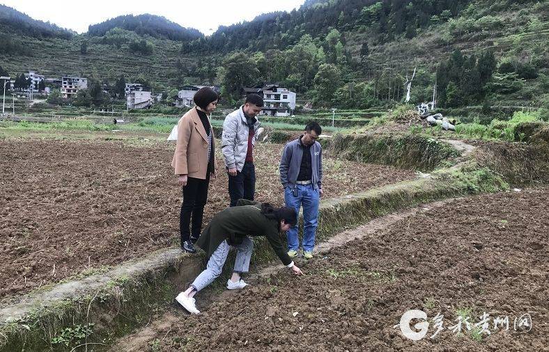 Technology for ryegrass cultivation