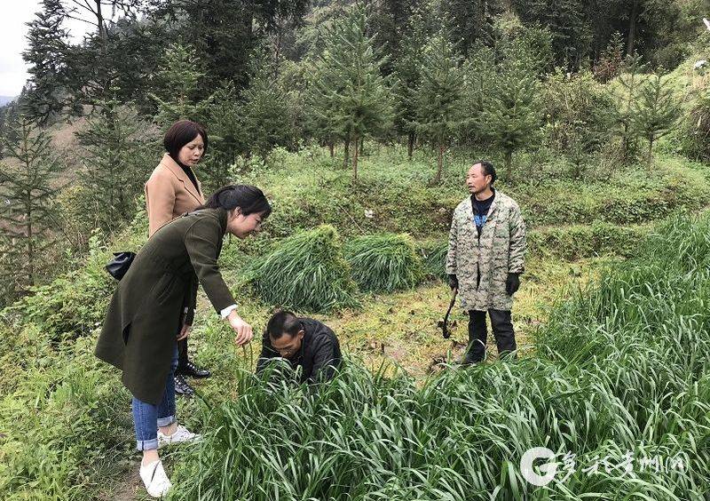 Technology for ryegrass cultivation