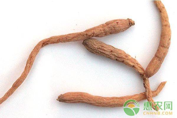 The prince's involvement in planting methods