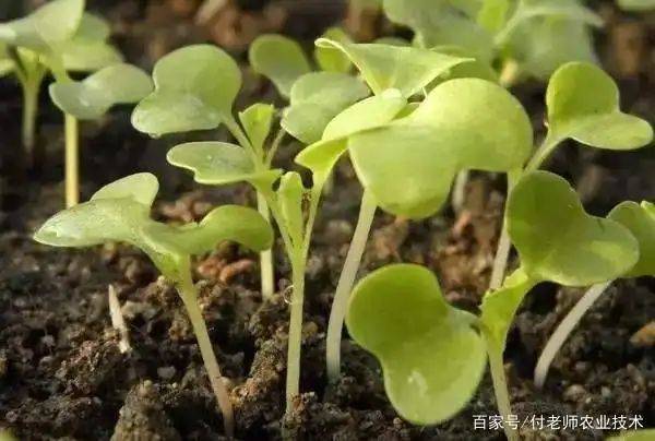 Plankting methods