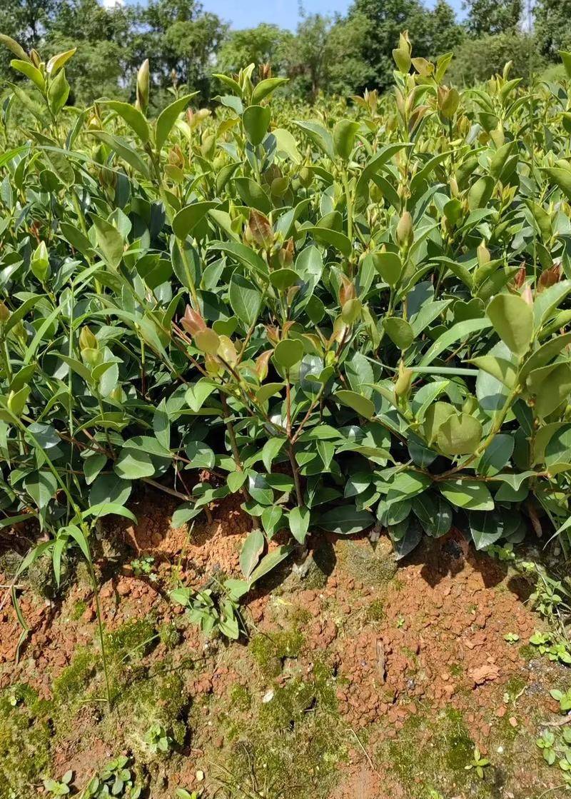 Mountain oil and tea cultivation techniques