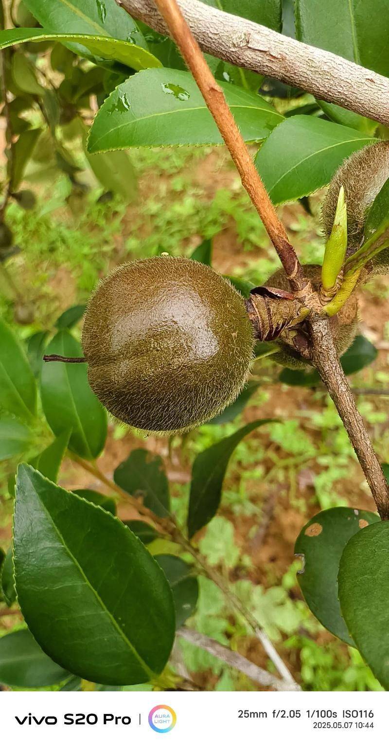 Mountain oil and tea cultivation techniques