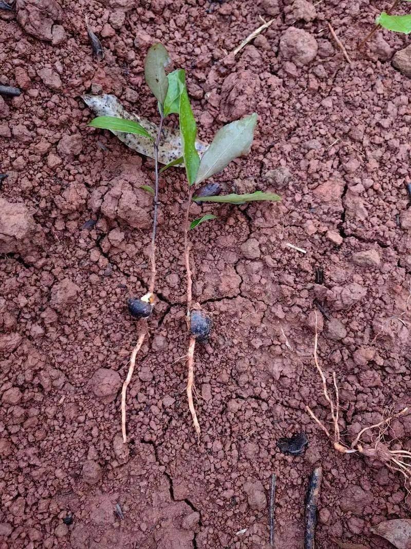 Mountain oil and tea cultivation techniques