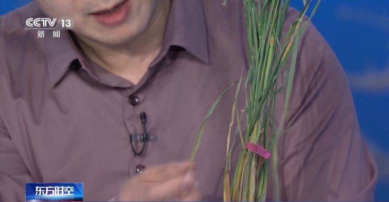 吉林水稻种植技术视频
