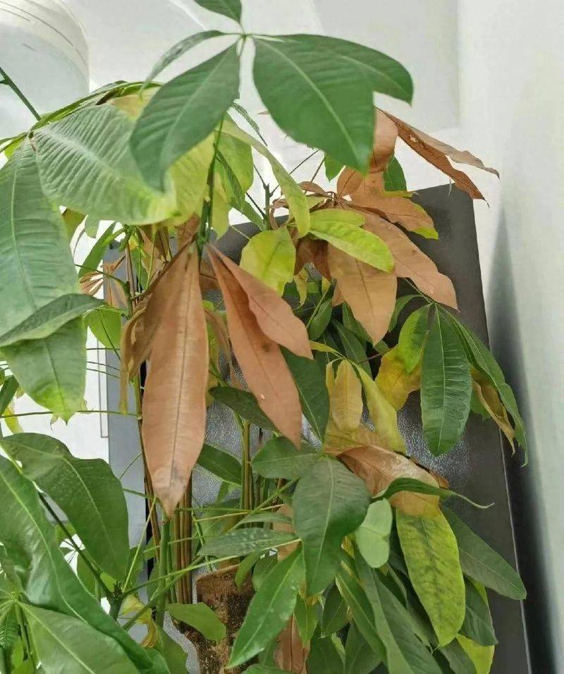 招财树的种植方法