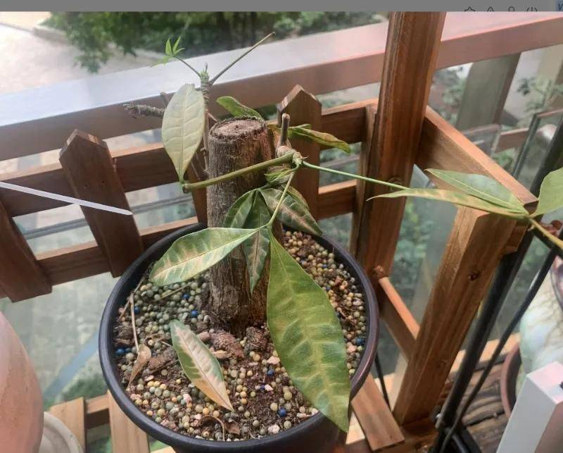 招财树的种植方法