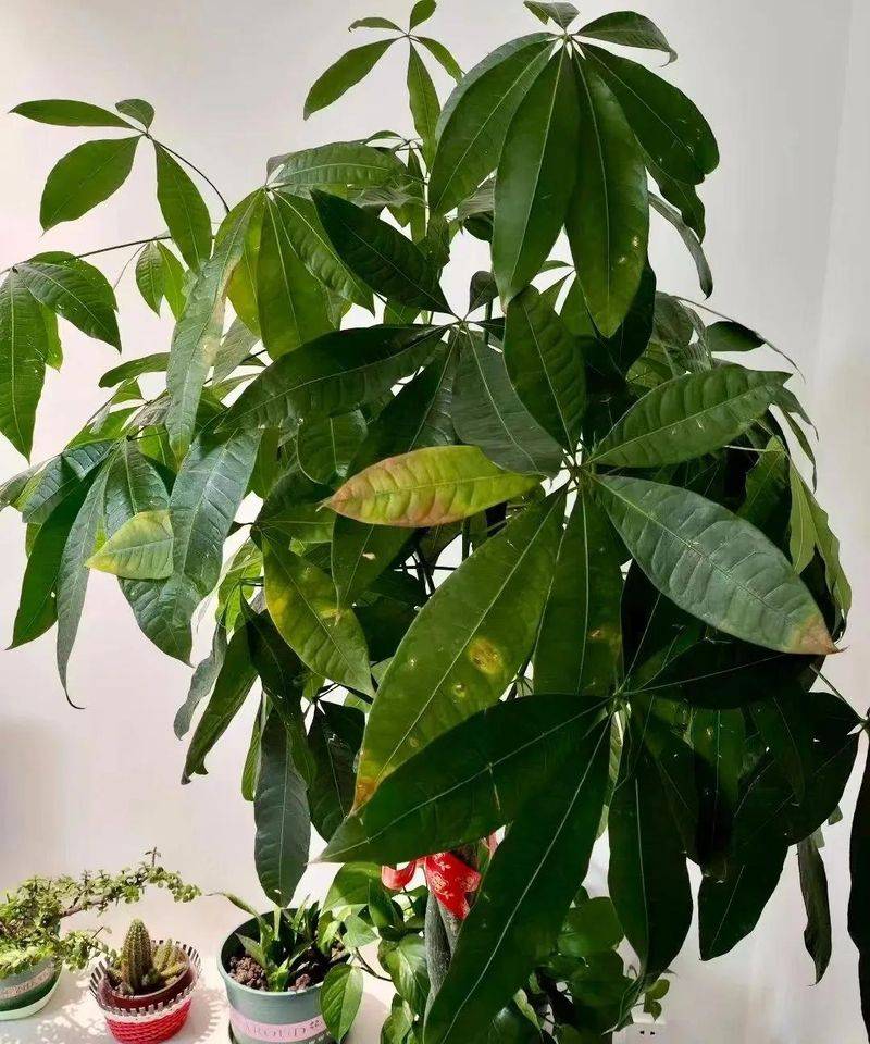 招财树的种植方法