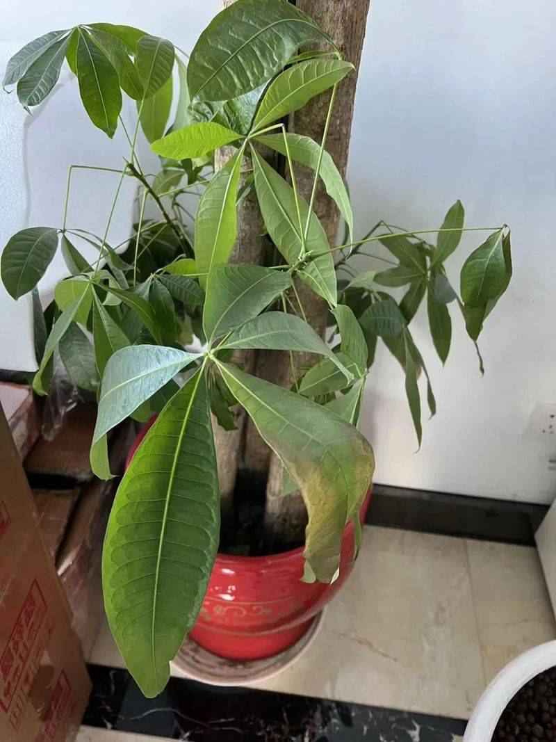 招财树的种植方法