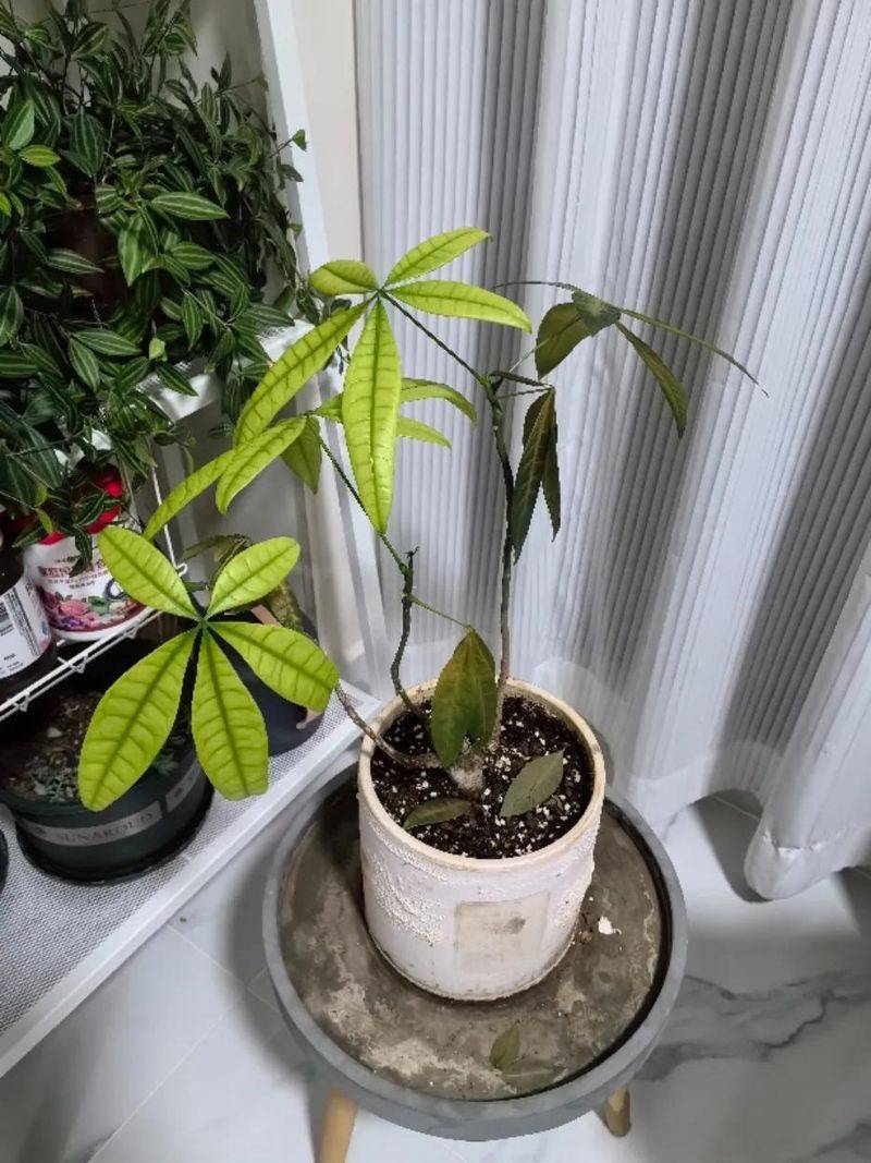 招财树的种植方法