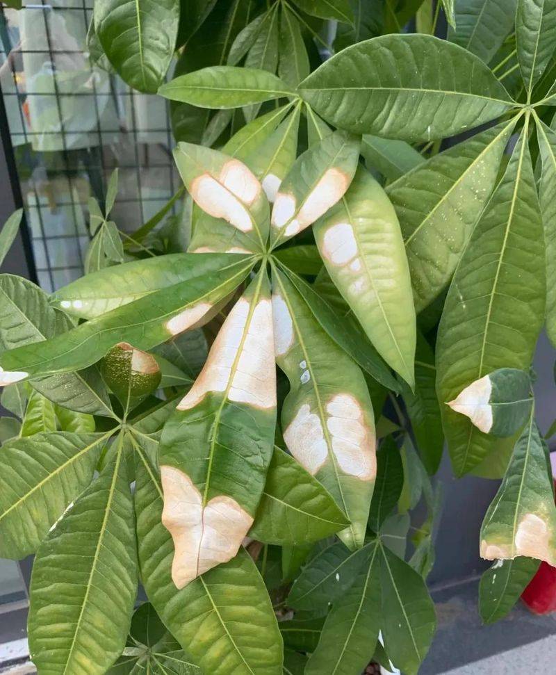 招财树的种植方法