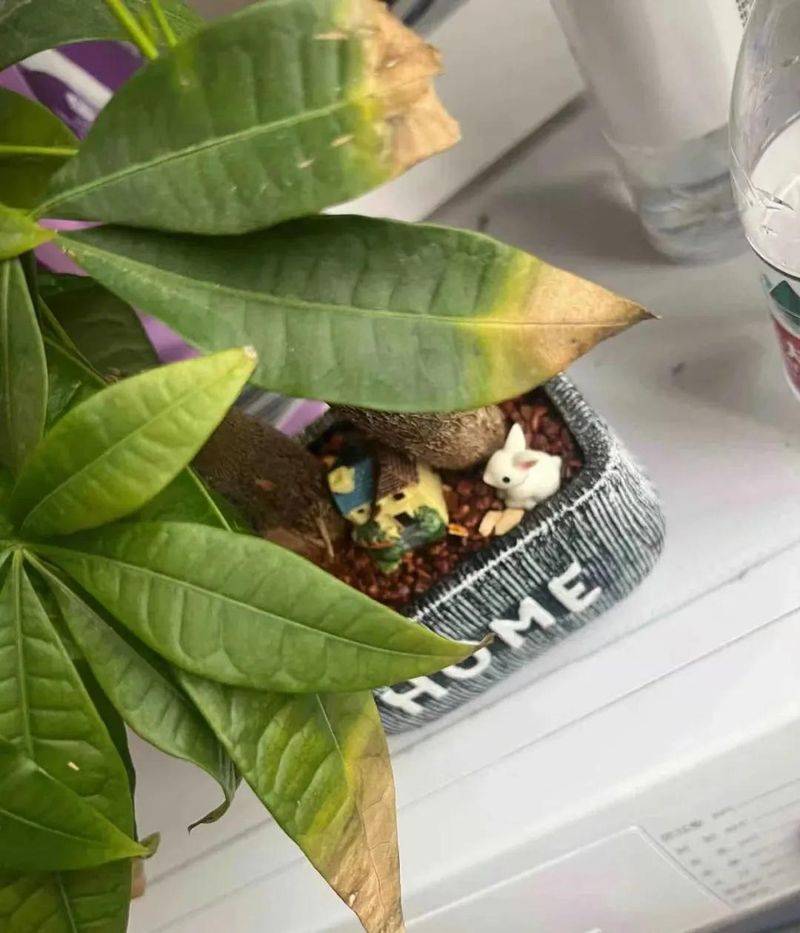 招财树的种植方法