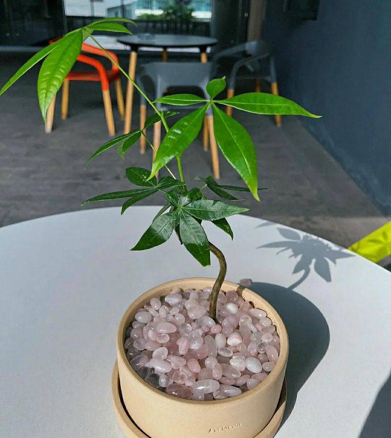 The method of planting the revenue tree