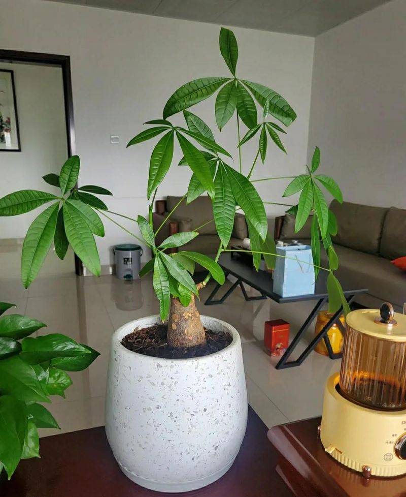 The method of planting the revenue tree