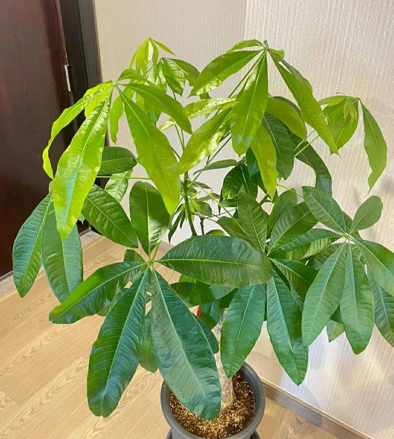 The method of planting the revenue tree